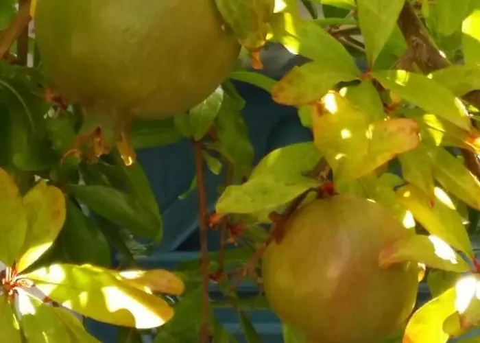 Katingo Apartament Chalki Town